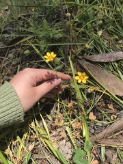 Sisyrinchium graminifolium