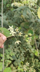 Pergularia