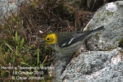 Setophaga townsendi × occidentalis