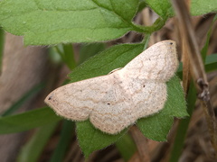 Scopula umbilicata