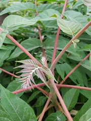 Ailanthus altissima