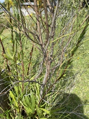 Baccharis angustifolia