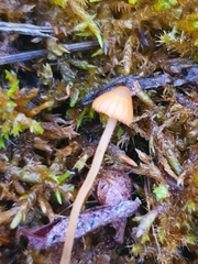 Galerina sphagnorum