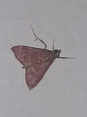 Pyrausta signatalis