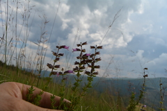 Syncolostemon