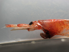 Eusergestes arcticus