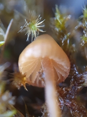 Galerina sphagnorum