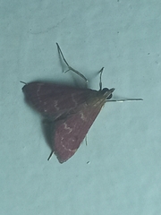 Pyrausta signatalis