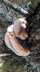 Fomitopsis
