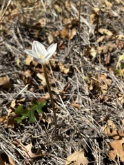 Zephyranthes chlorosolen
