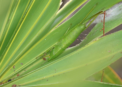 Belocephalus sabalis