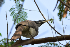 Ocyceros birostris