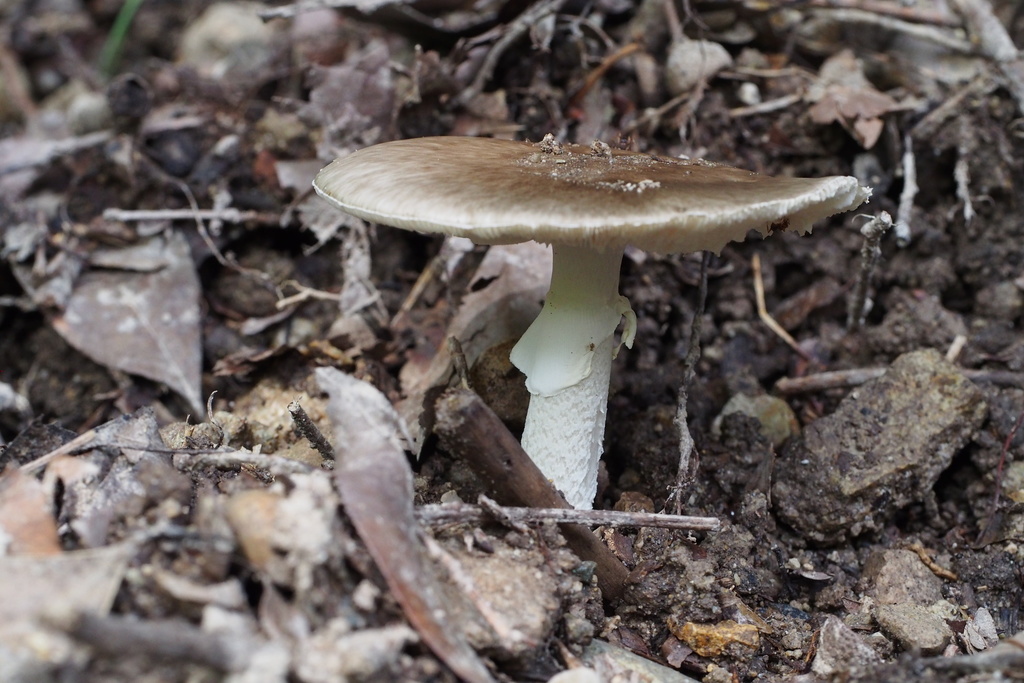 Amanita pseudoporphyria · September 2015 · photo: © harumkoh (iNaturalist, cc-by)