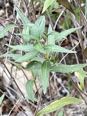 Wedelia hispida