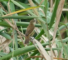 Acrocephalus orientalis