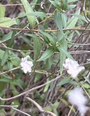 Wedelia hispida