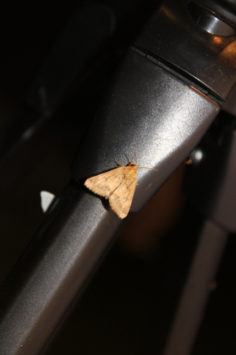 Slender Flower Moth photo 5