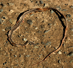 Masticophis taeniatus taeniatus