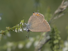 Satyrium acaciae