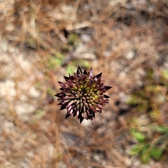 Helianthus radula