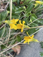 Viola maculata