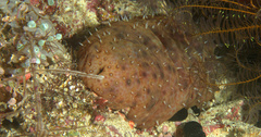 Image of Stichopus noctivagus