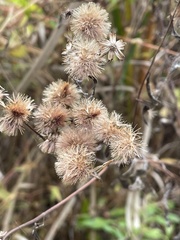 Vernonia noveboracensis
