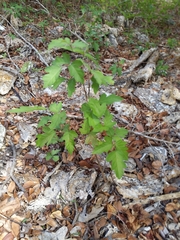 Toxicodendron radicans eximium