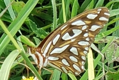Dione vanillae