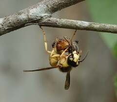 Vespa bicolor