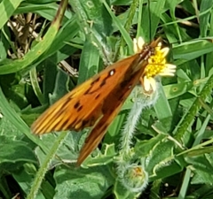 Dione vanillae