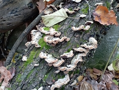 Auricularia mesenterica