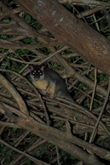 Philander opossum