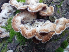 Auricularia mesenterica