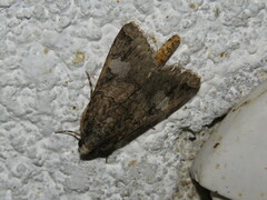 Melipotis agrotoides