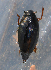 Gyrinus