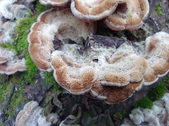Auricularia mesenterica