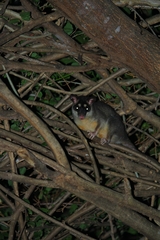 Philander opossum