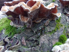 Auricularia mesenterica
