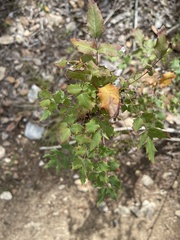 Berberis swaseyi