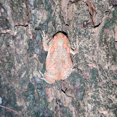 Uperodon taprobanicus