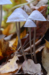 Mycena polygramma