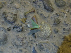 Lepidoptera
