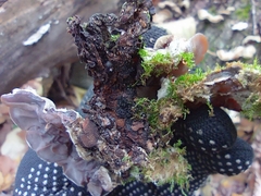 Auricularia mesenterica