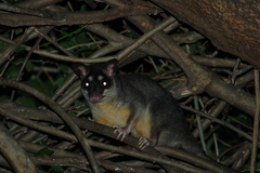 Philander opossum