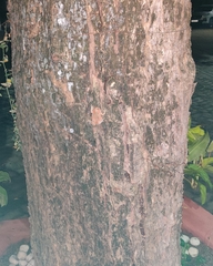 Uperodon taprobanicus