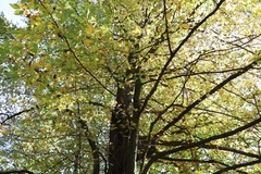 Carpinus betulus