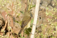 Phylloscopus fuscatus