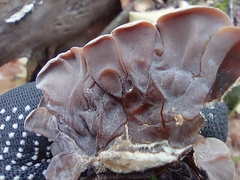 Auricularia mesenterica