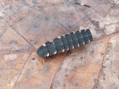 Lampyris noctiluca